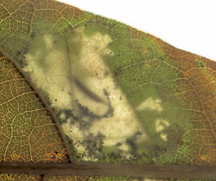Mine of Phyllonorycter messaniella on Quercus x turneri