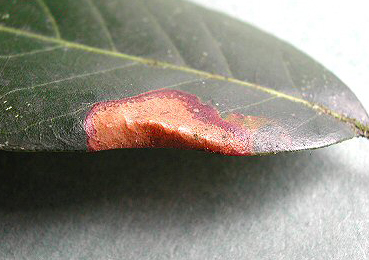 Mine of Phyllonorycter messaniella