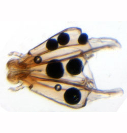Phyllonorycter messaniella larva,  1st stage head capsule,  dorsal