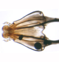 Phyllonorycter messaniella larva,  2nd stage head capsule,  dorsal