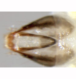 Phyllonorycter messaniella larva,  head of a fully developed larva