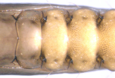 Phyllonorycter messaniella pupa,  abdomen,  ventral