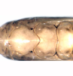 Phyllonorycter messaniella pupa,  dorsal