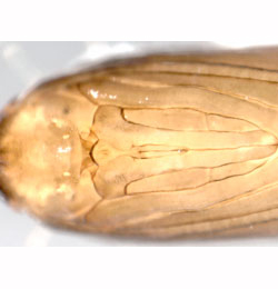 Phyllonorycter messaniella pupa,  ventral