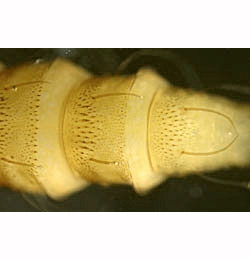 Phyllonorycter muelleriella abdomen,  ventral