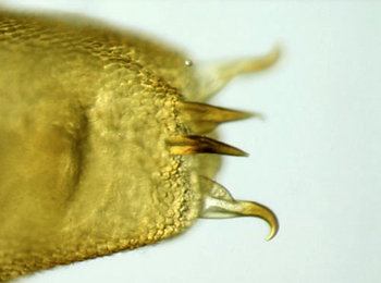 Phyllonorycter muelleriella,  cremaster