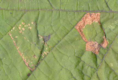 Mines of Phyllonorycter nicellii on Corylus avellana
