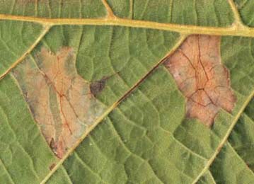 Mines of Phyllonorycter nicellii on Corylus avellana