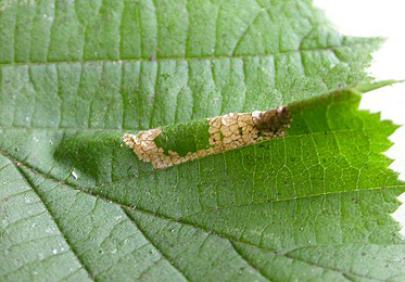 Mines of Phyllonorycter nicellii on Corylus