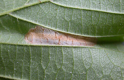 Mine of Phyllonorycter nicellii on Corylus