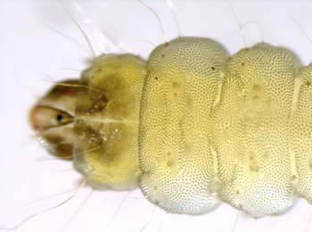 Phyllonorycter nicellii larva,  dorsal