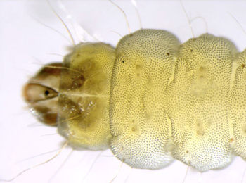 Phyllonorycter nicellii larva,  dorsal title=