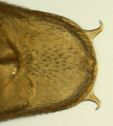 Phyllonorycter nicellii pupa,  cremaster,  dorsal