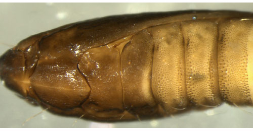 Phyllonorycter nicellii pupa
