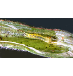 Mine of Phyllonorycter nigrescentella on Lathyrus pratensis