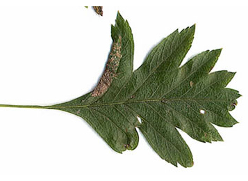 Mine of Phyllonorycter oxyacanthae on Crataegus monogyna