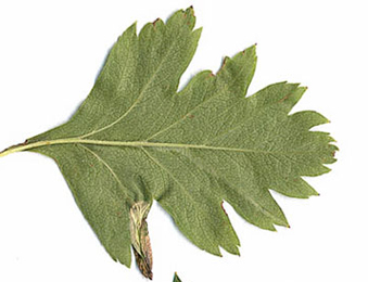 Mine of Phyllonorycter oxyacanthae on Crataegus monogyna