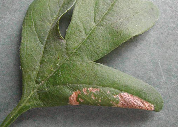 Mine of Phyllonorycter oxyacanthae on Crataegus