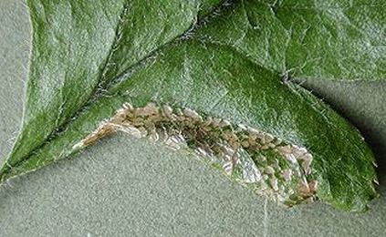 Mine of Phyllonorycter oxyacanthae on Crataegus