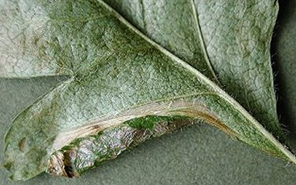 Mine of Phyllonorycter oxyacanthae on Crataegus