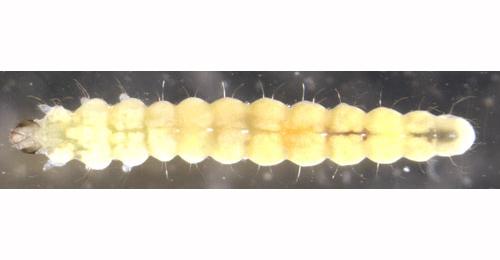 Phyllonorycter oxyacanthae larva,  dorsal