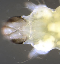 Phyllonorycter oxyacanthae larva,  dorsal