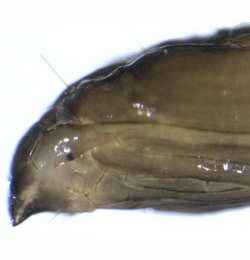 Phyllonorycter oxyacanthae pupa,  lateral