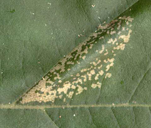 Mine of Phyllonorycter platani on Platanus acerifolia