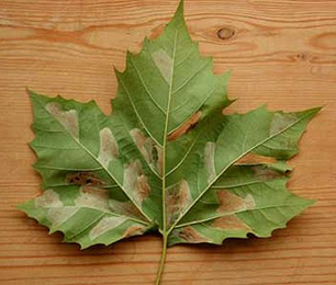 Mine of Phyllonorycter platani on Platanus x hispanica