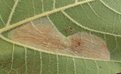 Mine of Phyllonorycter platani on Platanus x hispanica