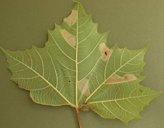 Mine of Phyllonorycter platani on Platanus x hispanica