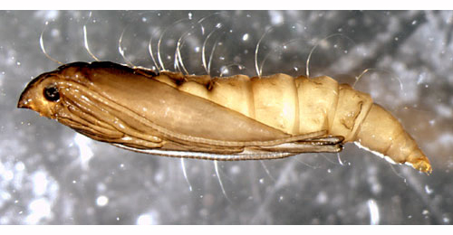 Phyllonorycter platani pupa,  lateral