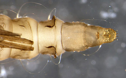 Phyllonorycter platani pupa,  lateral