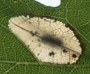 Mine of Phyllonorycter quercifoliella on Quercus robur