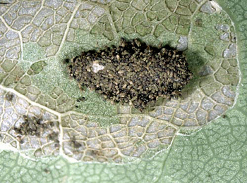 Cocoon of Phyllonorycter quercifoliella on Quercus robur