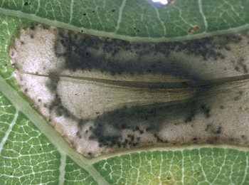 Mine of Phyllonorycter quercifoliella on Quercus robur