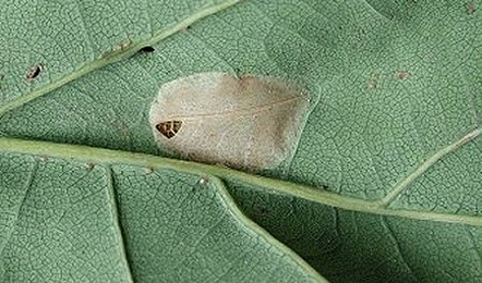 Mine of Phyllonorycter quercifoliella on Quercus robur