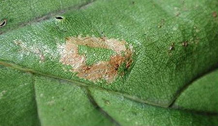 Mine of Phyllonorycter quercifoliella on Quercus