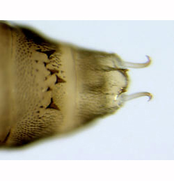 Phyllonorycter quercifoliella pupa,  cremaster,  dorsal