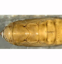 Phyllonorycter quercifoliella pupa