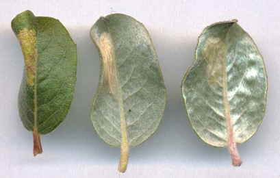 Mine of Phyllonorycter quinqueguttella on Salix repens