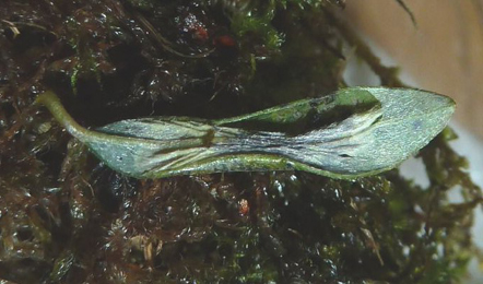 Mine of Phyllonorycter quinqueguttella on Salix