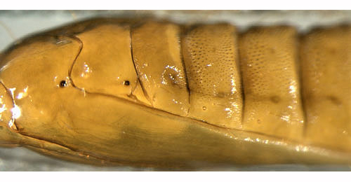 Phyllonorycter quinqueguttella pupa,  lateral