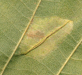 Mine of Phyllonorycter rajella on Alnus glutinosa