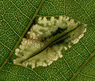 Mine of Phyllonorycter rajella on Alnus glutinosa