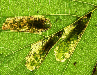 Mine of Phyllonorycter rajella on Alnus