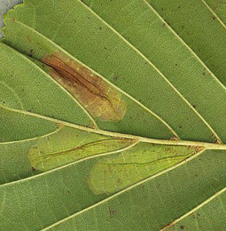 Mine of Phyllonorycter rajella on Alnus glutinosa