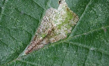 Mine of Phyllonorycter rajella on Alnus glutinosa