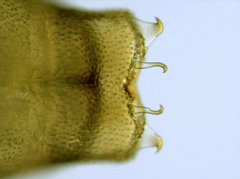 Phyllonorycter rajella pupa,  cremaster,  dorsal