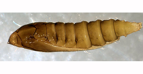 Phyllonorycter rajella pupa,  lateral